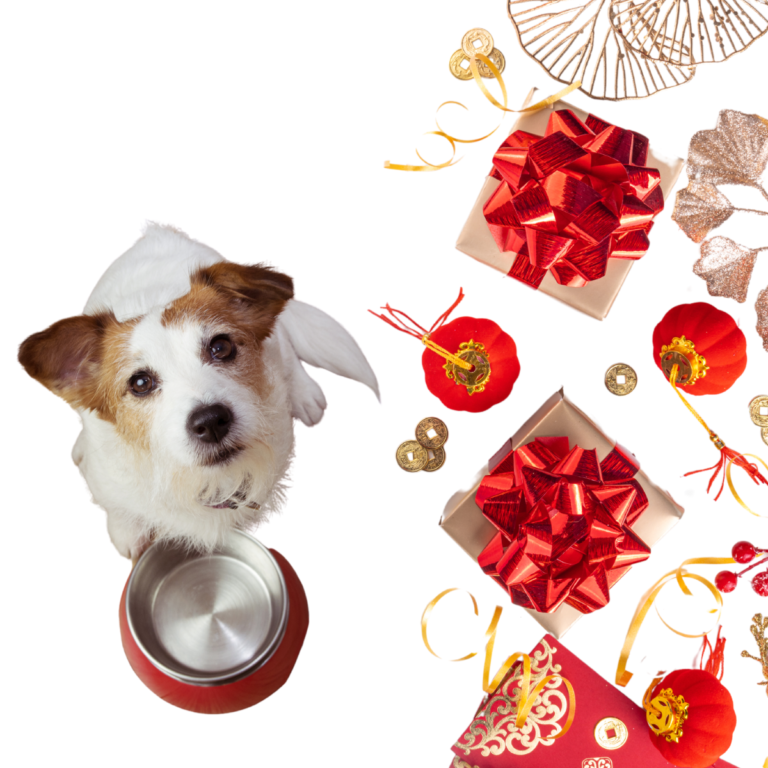 cute dog with lunar new year decorations in background
